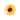 #motiv_sonnenblume