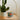 #design_cactus-flower