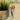 #motiv_mushroom