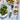 #sorte_garlic-ginger
