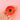 #motiv_mohnblume