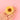 #motiv_sonnenblume