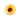 #motiv_sonnenblume