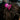#farbe_crazy-pink