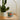 #design_cactus-flower