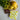 #sorte_lemon