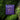 #sorte_wild-blueberry