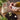 #motiv_schneemannbaeuche-weiße-blumenmurmeln