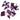 #sorte_wild-blueberry