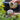 #sorte_friedvoll-und-vertraeumt