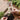 #motiv_rudolphnasen-rote-blumenmurmeln